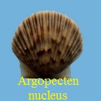 Argopecten nucleus, Born 1778